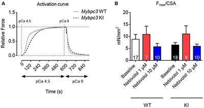 Nebivolol Desensitizes Myofilaments of a Hypertrophic Cardiomyopathy Mouse Model